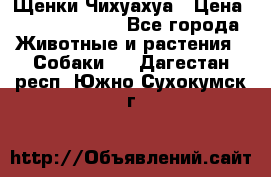 Щенки Чихуахуа › Цена ­ 12000-15000 - Все города Животные и растения » Собаки   . Дагестан респ.,Южно-Сухокумск г.